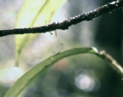 toocooltobehipster:   The tiny Waterfall Toad never evolved the ability to hop more than an inch, so it lets itself fall to escape predators. (Life - BBC)  omg the second gif 