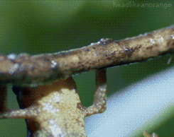 toocooltobehipster:   The tiny Waterfall Toad never evolved the ability to hop more than an inch, so it lets itself fall to escape predators. (Life - BBC)  omg the second gif 