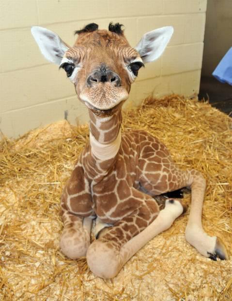 omeumelhorrestart:  PEDRO LUUUUUUUUUUUUUCAS, VOCÊ POR AQUI? kkkkkkkkkkkkkkkkkkkkk tadinha da girafa 