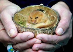 Thedailywhat:  When Life Imitates Alice In Wonderland Of The Day: An Adorable Sleepy