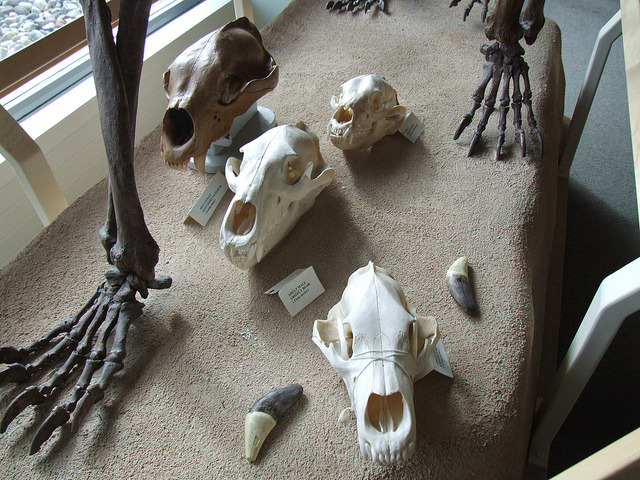 Bear Skulls by Travis S. on Flickr.