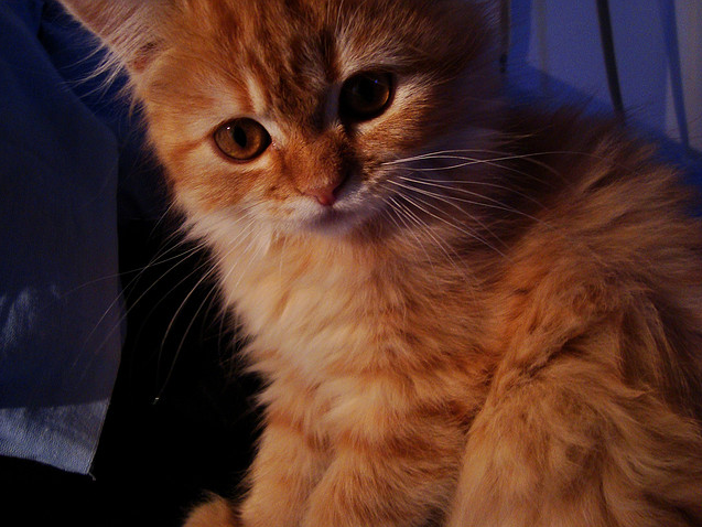 KITTIES.