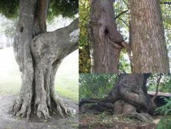 thechriscrocker:  Birds do it. Bees do it. Now even TREES do it. 