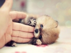 lolshane:  And of course, the cute animal of the day. 