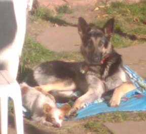 I have two German Shepherds, Vincent and Leonard. My sister recently moved back in,