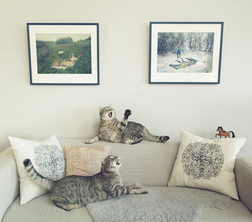 fivehundredcats