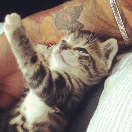 Hotties with Tattoos Holding Kittens
