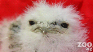 fat-birds:  Cute Baby Frogmouth Chick at Woodland Park Zoo. Pure love. ♥ 