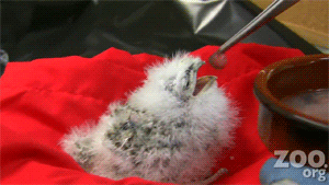 fat-birds:  Cute Baby Frogmouth Chick at Woodland Park Zoo. Pure love. ♥ 
