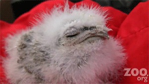 fat-birds:  Cute Baby Frogmouth Chick at Woodland Park Zoo. Pure love. ♥ 