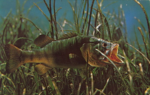 bad-postcards: BLACK BASS BAD POSTCARDS rarity. Most fish here are dead. FLORIDA’S SILVER SPRI