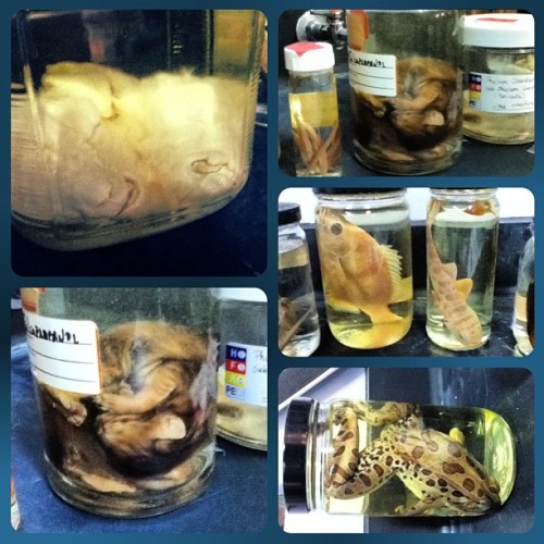 Biology Specimen 🐯🐱🐸🐍🐛🐠🐙 #biology #lab #animals #science (Taken with instagram)