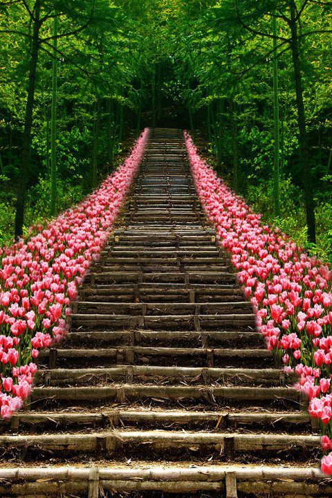 newdaybringchange:  this would be beautiful for a wedding 