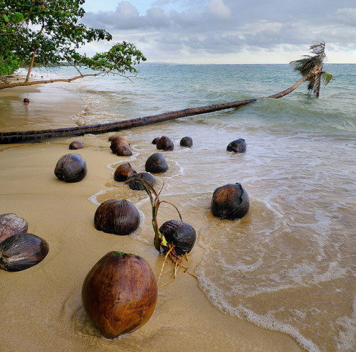 by B℮n on Flickr.Coconuts germinating on unspoiled beach in Koh Mak island, Thailand.