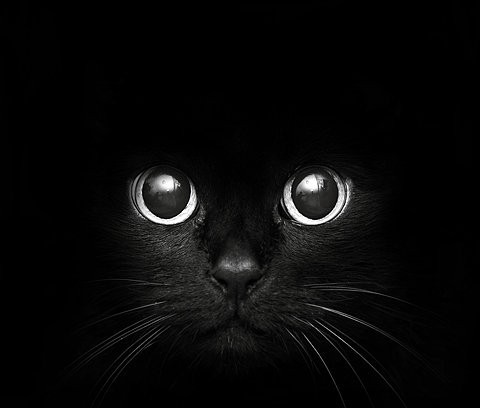 Today is Caturday
