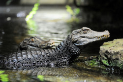 colorsoffauna:  Cuvier’s dwarf caiman - Paleosuchus palpebrosus - Brauen-Glattstirnkaiman by Delacouri on Flickr.