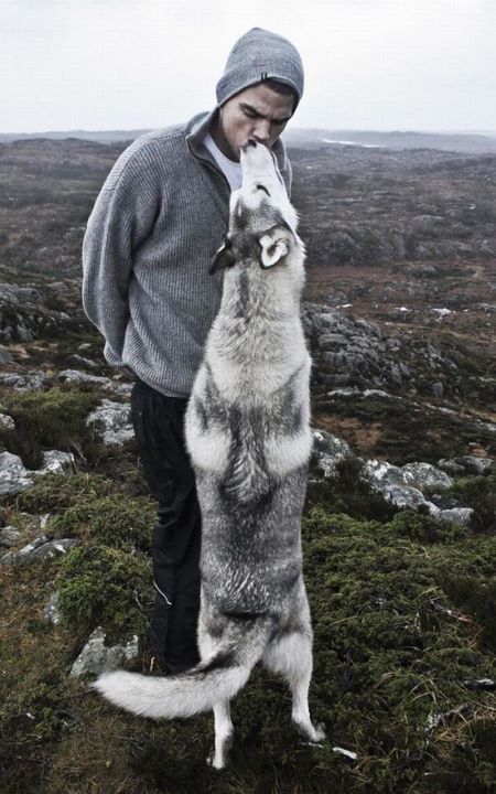 semper-fire:  i just want a husky dog okay? look at this adorableness. 