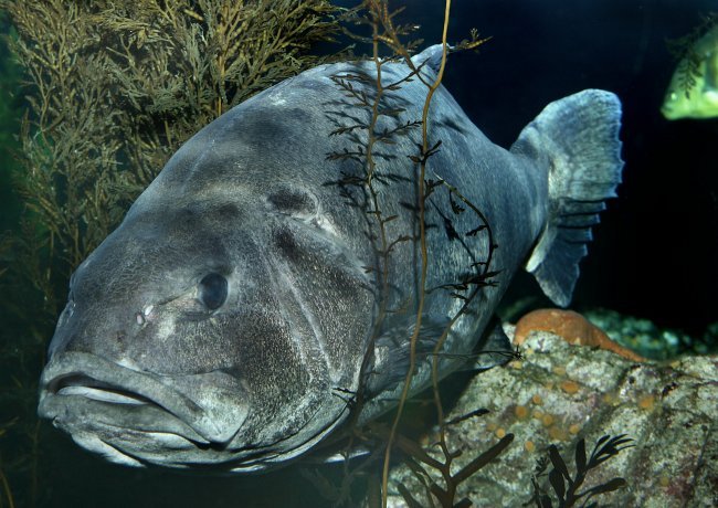 Did you know that we give our giant sea bass freshwater baths? This keeps them free of “flukes”—small animals that adhere to the fish like ticks on a dog. The baths also allow us to measure and weigh the fish, and assess their health. Since the last...