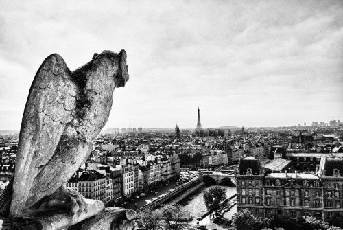 Porn suneilsmalhotra:  Notre Dame Gargoyle Eying photos