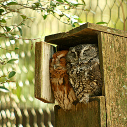 fat-birds:  yfphotography:  Two little eastern screech owls. Taken at the Tallahassee Museum. They were so cute. :3   waaaaah  me and my boyfriend