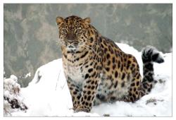 llbwwb:  Snow Leopard by poppy