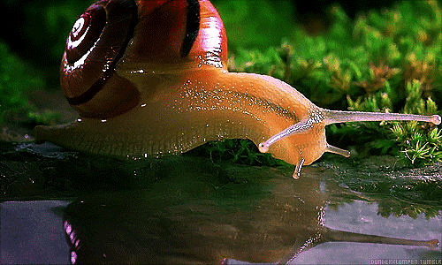 apiphile:  theycallmediamondback:  I mean srsly how often do you see a snail drink water?  oh my goodness this is actually the cutest thing 