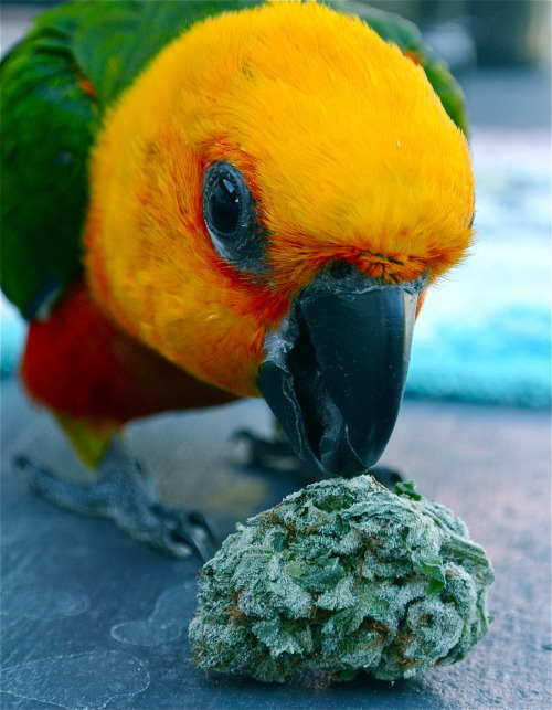 zombiesinpajamas:  My weed-loving bird. 