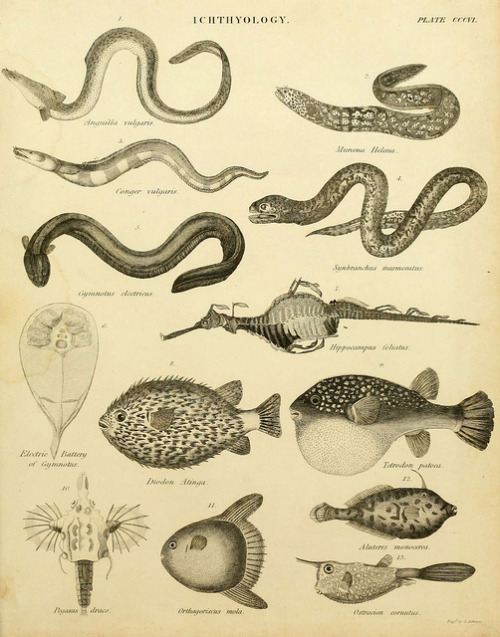 Scientific Illustration