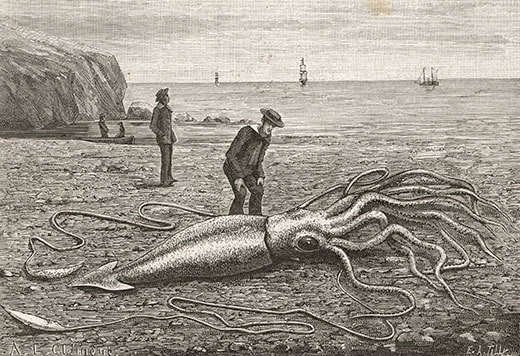 inhumanoid:  A dead giant squid washed ashore in Fortune Bay, Newfoundland in 1871.