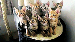 nightmareloki:  mrkinch:  They are almost as coordinated as a flock of birds or a school of fish.  -HORRID SILENT SCREAM-  When I saw this, I literally hissed this parched rasp of, &ldquo;Cats.&rdquo;