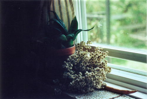 (via spring window | Flickr - Photo Sharing!)