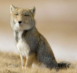 charlesmachiavelli:  kin-kreet:  shimmz:  andicarusfell:  gillyhoo:  dragonsroar:  blackscarves:  nickardly:  twinmachines:  rareredmeat:  these fucking animals  a friendly reminder that tibetan foxes still exist  they look like they were drawn by a 13