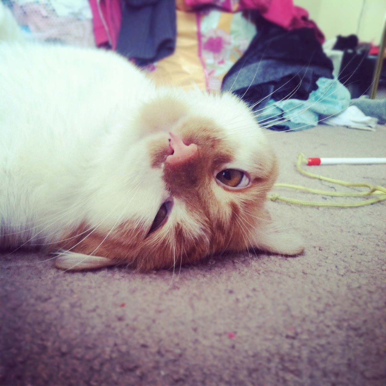 if you look at him upside down, you really get a good idea of what gravity does to