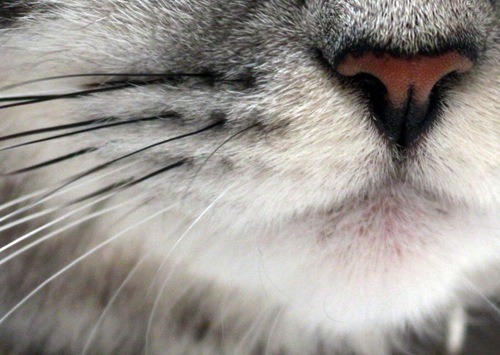 Pussy Porn