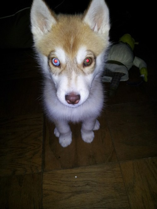 At two months she sits, walks without a leash, potties outside, and come when I call her. Perfect pu