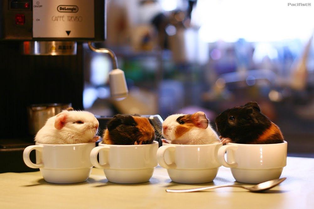 Cute bunnies in cups