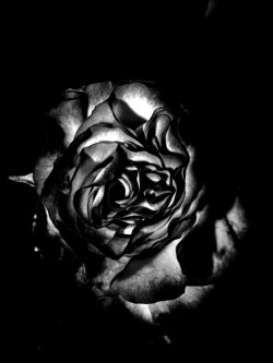 jaredthedead:  < the dark rose > by