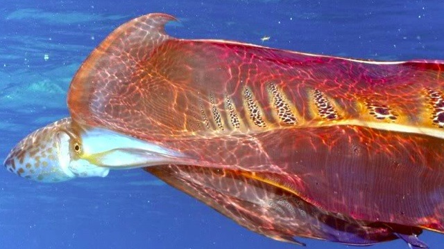 Blanket Octopus - Tremoctopus spp.
Blanket octopodes (or octopuses, not octopi!!) get their name from the appearance of the female when she is threatened. Unlike most octopuses that produce ink, when threatened the female blanket octopus unveils a...