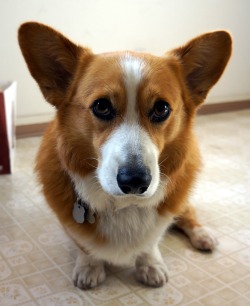 corgisteve:  What I see every time I get