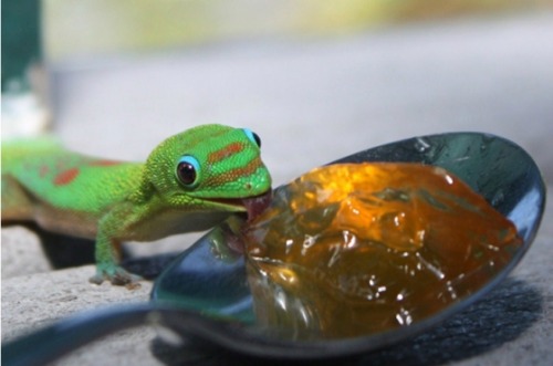 lizardsenjoyinglife:  this lizard enjoys eating jelly from a spoon. 