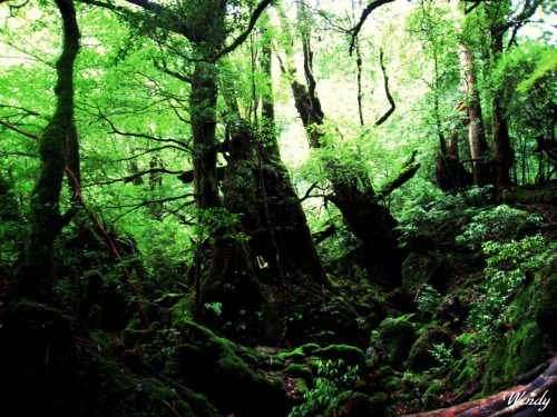 白谷雲水峡　屋久島