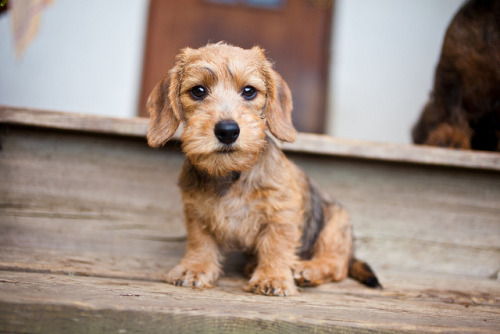 handsome dogs for you in these trying times