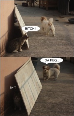 theamericankid:  Proof, Cats Are Instigators 