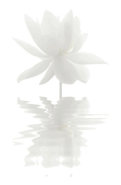 felixinclusis:  mariesel: White Lotus Flower