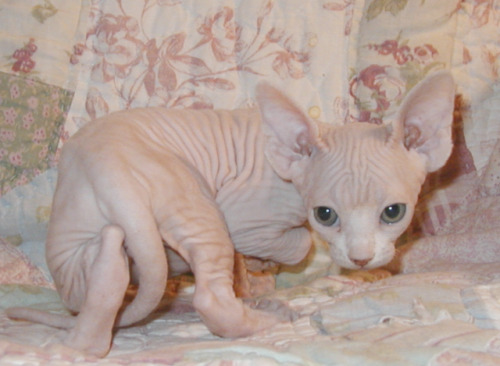 Sphynx Kittens Are Too Adorable
