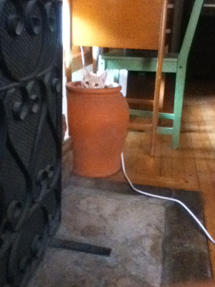 This is my kitty Puma hiding in a terracota urn. Word.Now I demand some titties as
