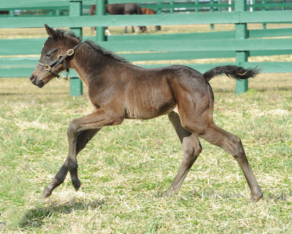 So much UNF! A Blame foal out of the stakes-winning Let (A.P Indy x Net Dancer, by Nureyev)