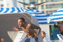 the-absolute-funniest-posts:  sle4zy: Chris Brown gets attacked by a seagull FOLLOW this blog, get free ham =D 