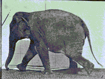 alexanderhatjoullis:  Elephant walk cycle Muybridge stable 