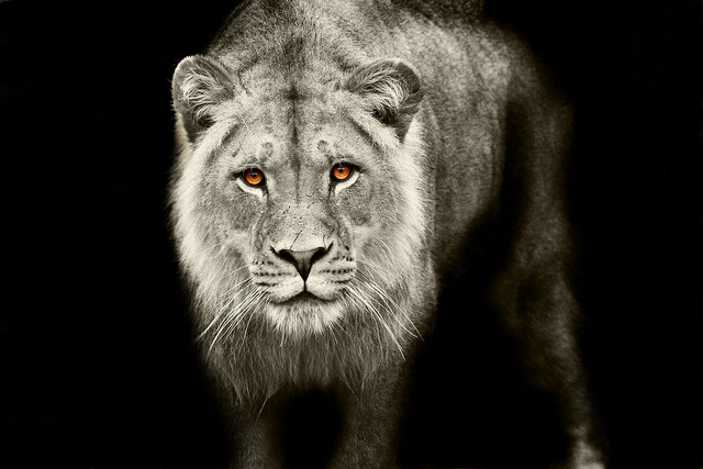 born to win, never to lose